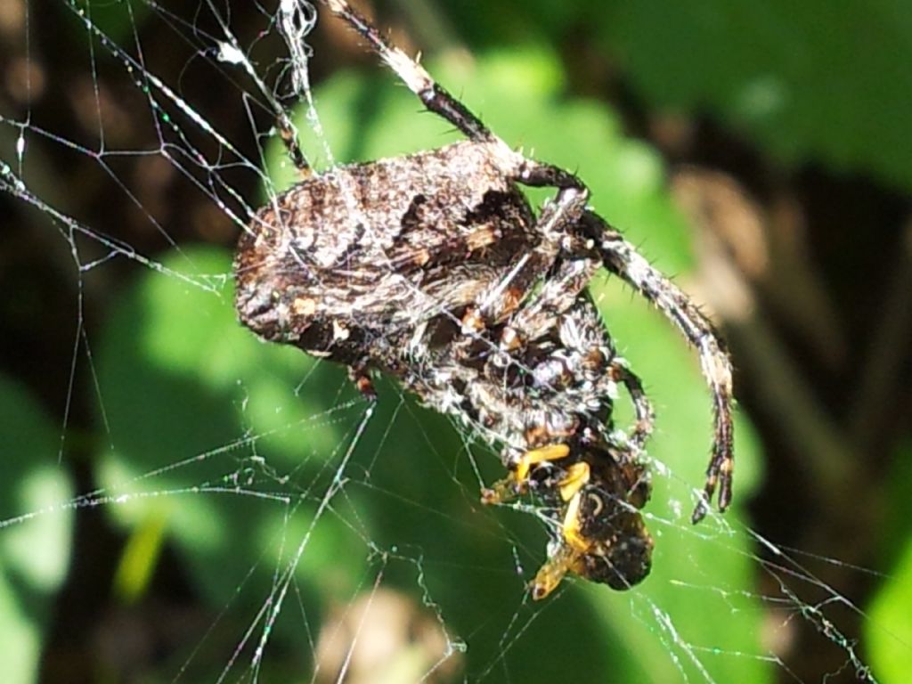 Corteggiamento dei ragni: Araneus angulatus